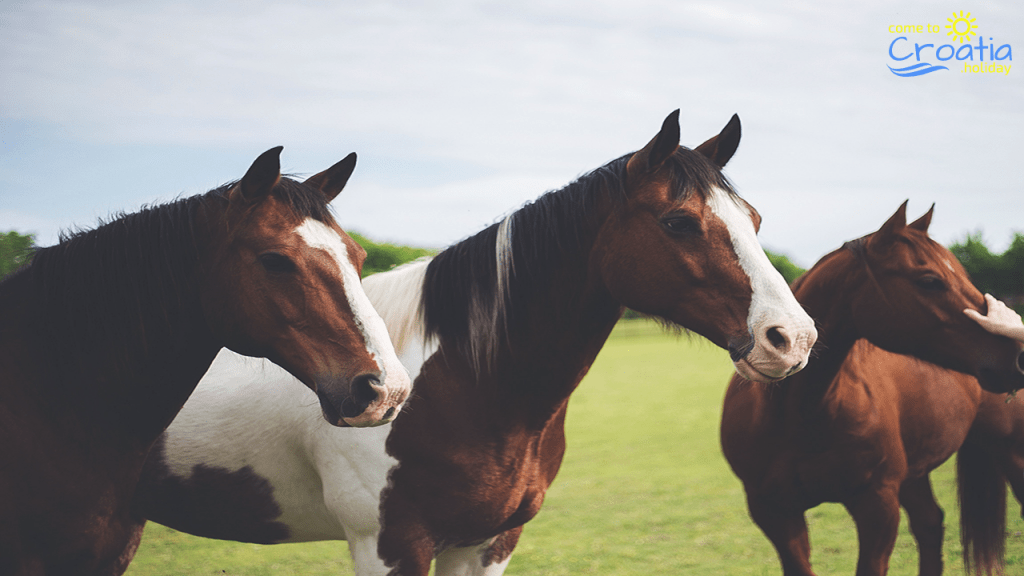 Luxury Horses Avaliable for Riding in Croatia