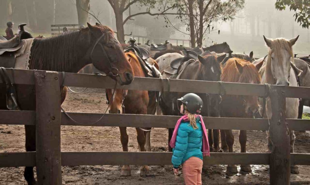 Child Saying "HI" to the Horse
