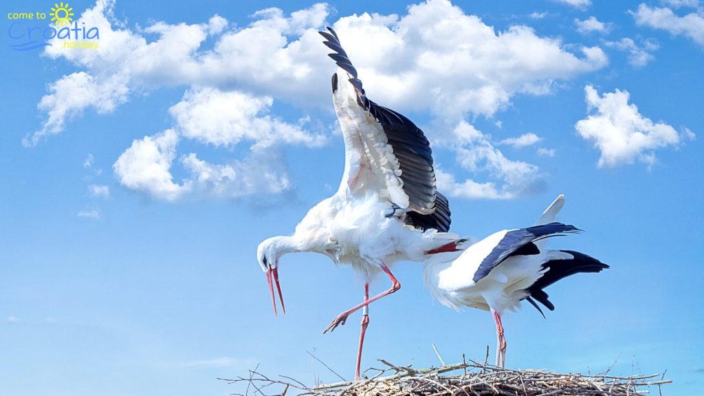 Beautiful Storks