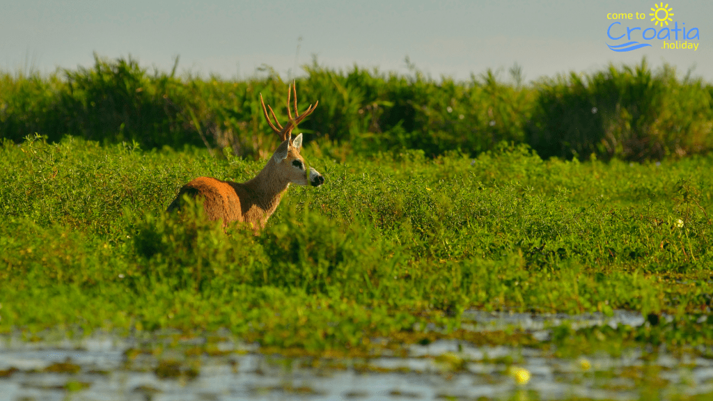 Deer Hunting