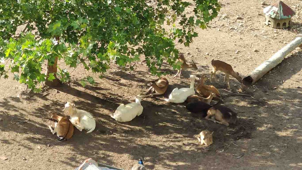Animals in Divlje vode Bio Park