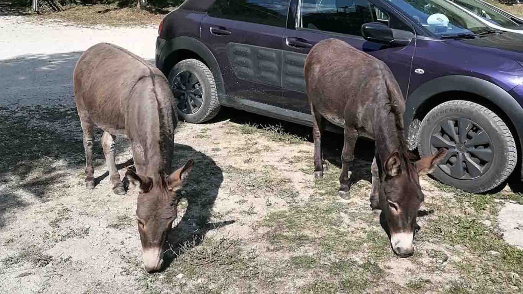 Donkeys in Divlje vode
