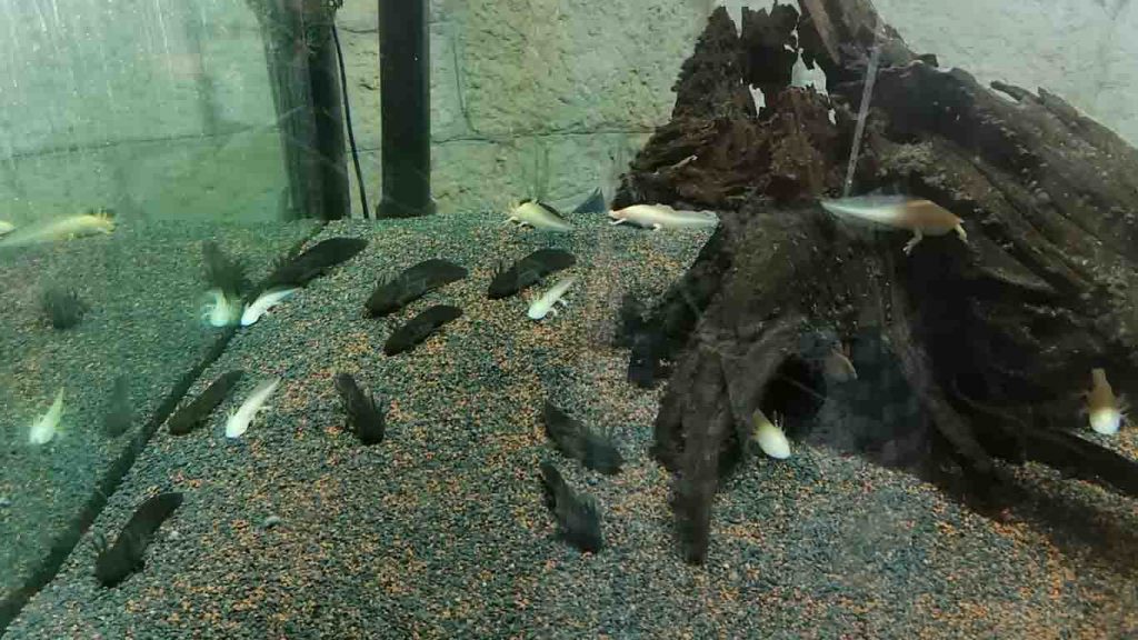 Axolotls in Pula Aquarium