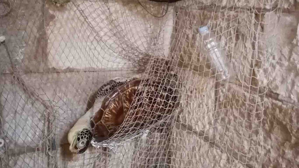 Dead turtle