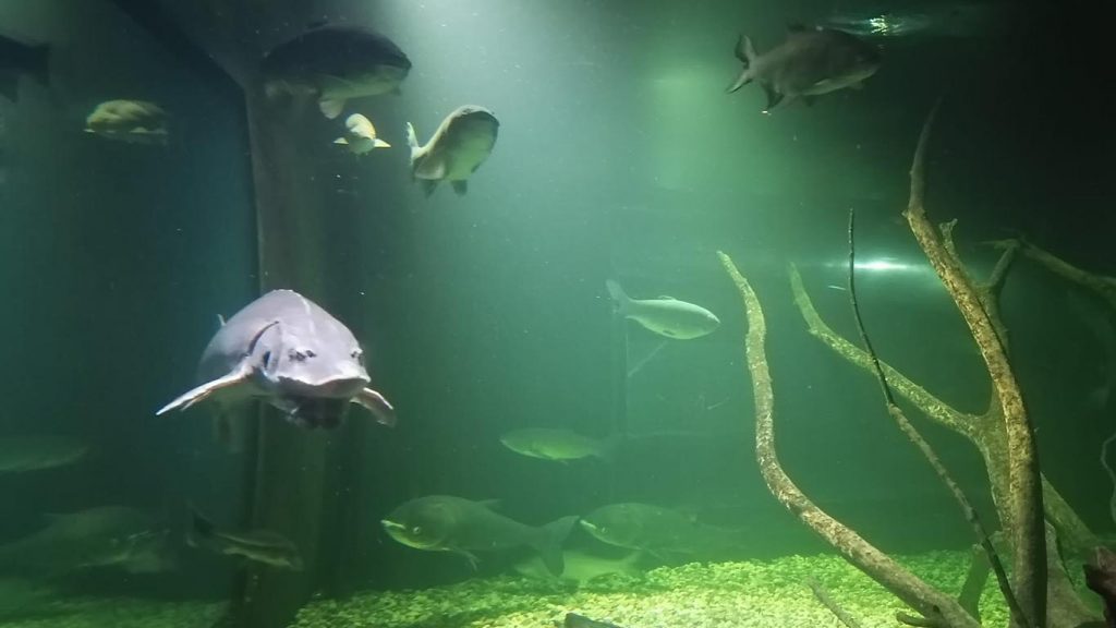 Dubovac Castle and Aquatika Aquarium 4
