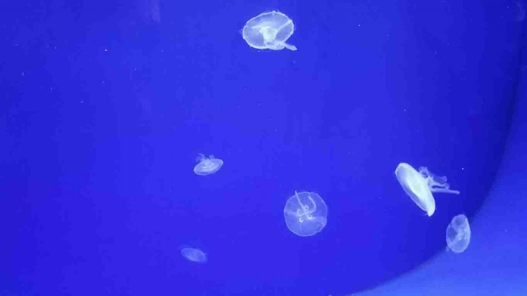 Jellyfish in Pula Aquarium