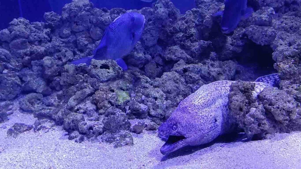 Mediterranean moray