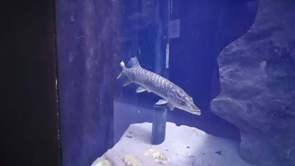 Pike