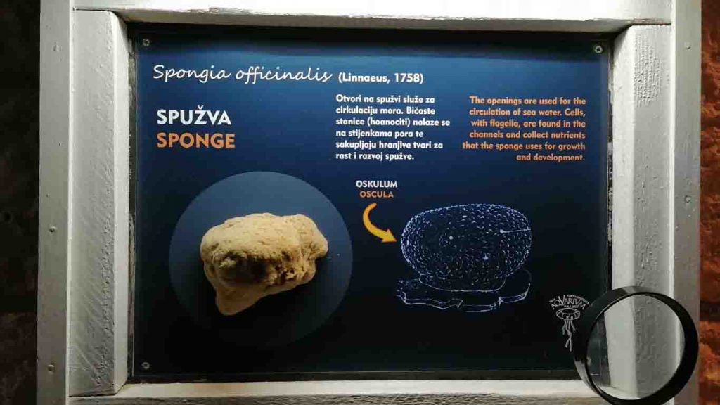 Sponge