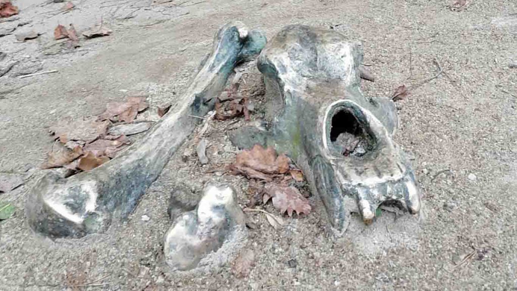 Bones in Hušnjakovo