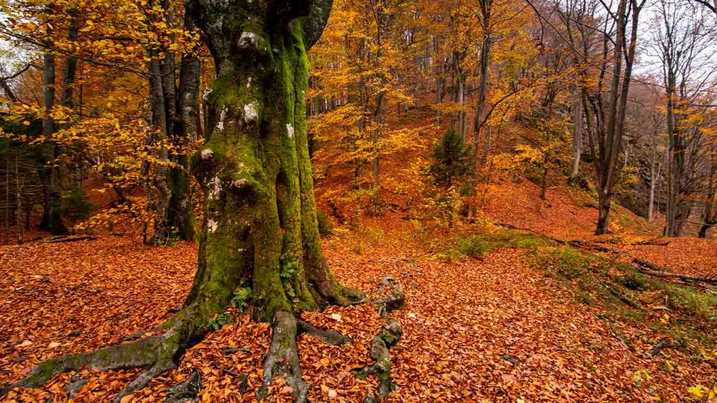 Fallen leaves