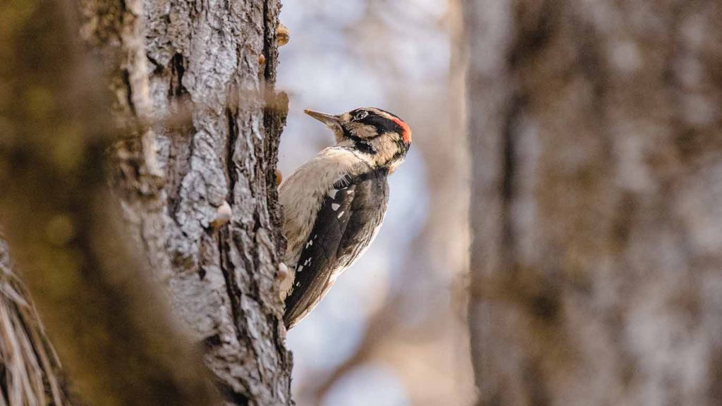 Woodpecker