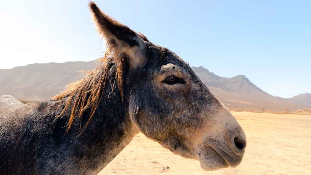 Sands of Đurđevac Come and see donkeys, horses, camels and other beautiful animals!