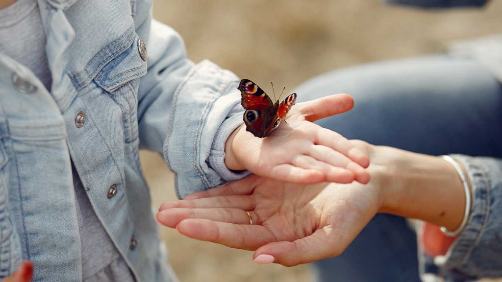 You can see around 30 species of butterflies in this place
