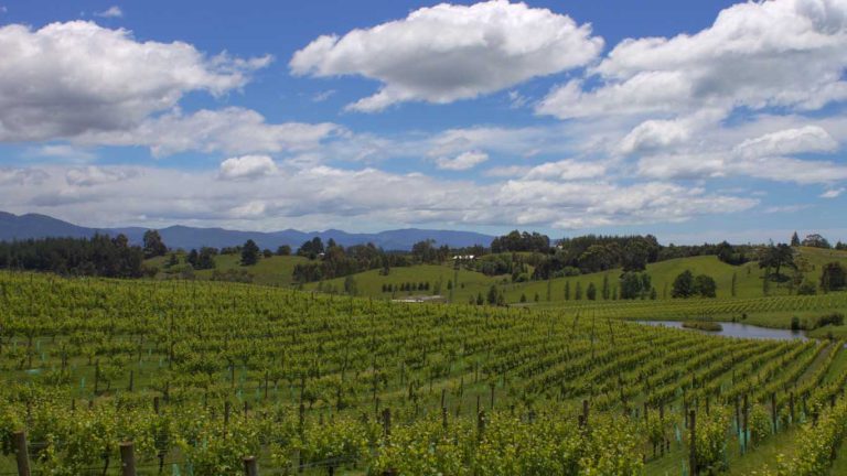 Wine regions of Croatia 1
