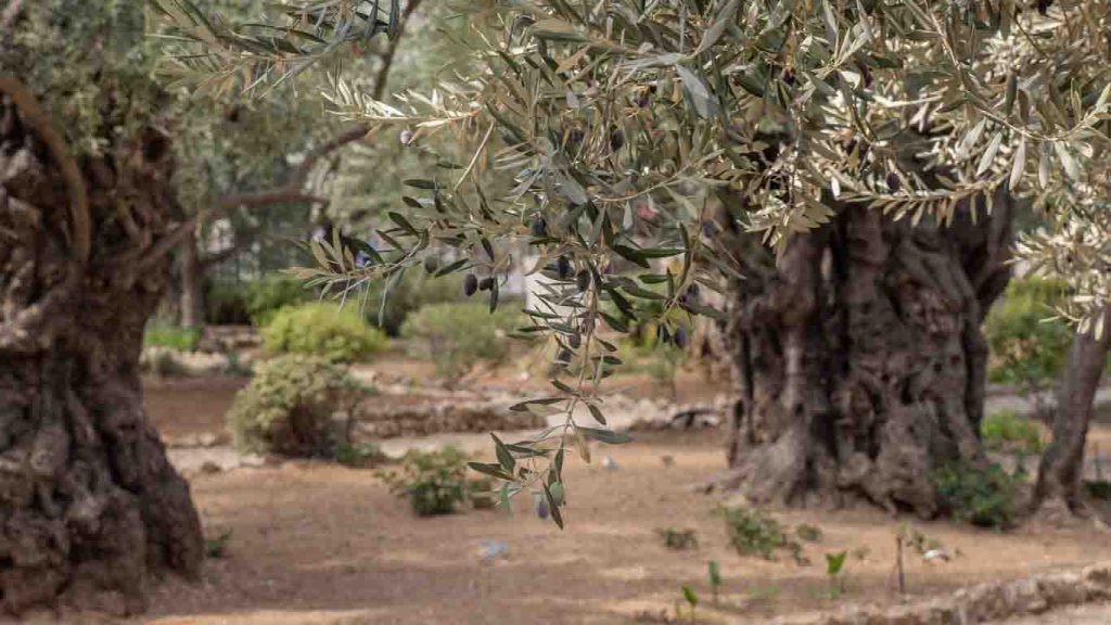 Forest Park Marjan