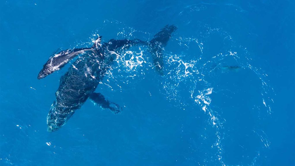 Whales near Vis