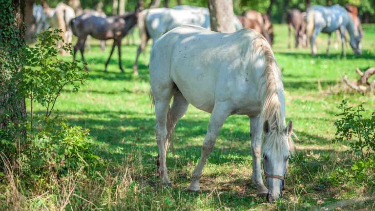 majestic Lippizaner horse 2