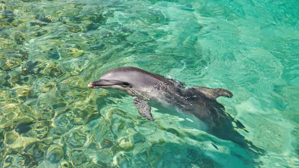 Dolphins Spotted in the Waters of Lošinj and Vis 1