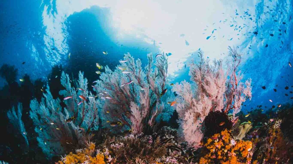 Zlarin Coral Center 4
