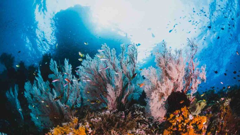 Zlarin Coral Center 4