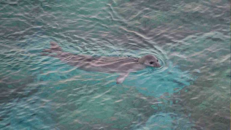 Mediterranean Monk Seal Spotted Near Korčula 1