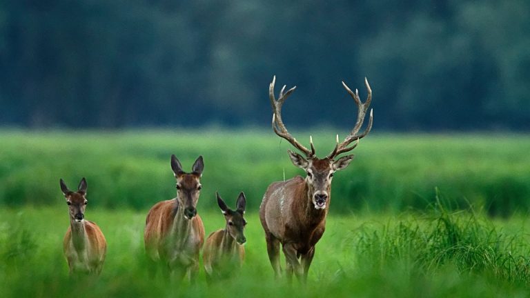 Deer Valley