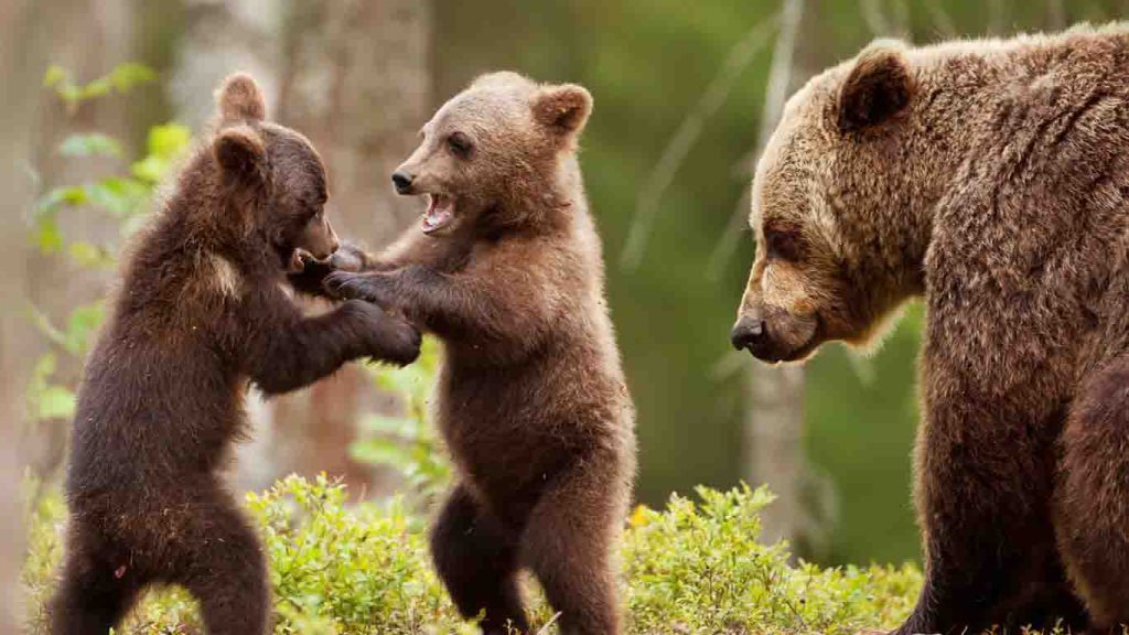 Kuterevo Bear Sanctuary 2