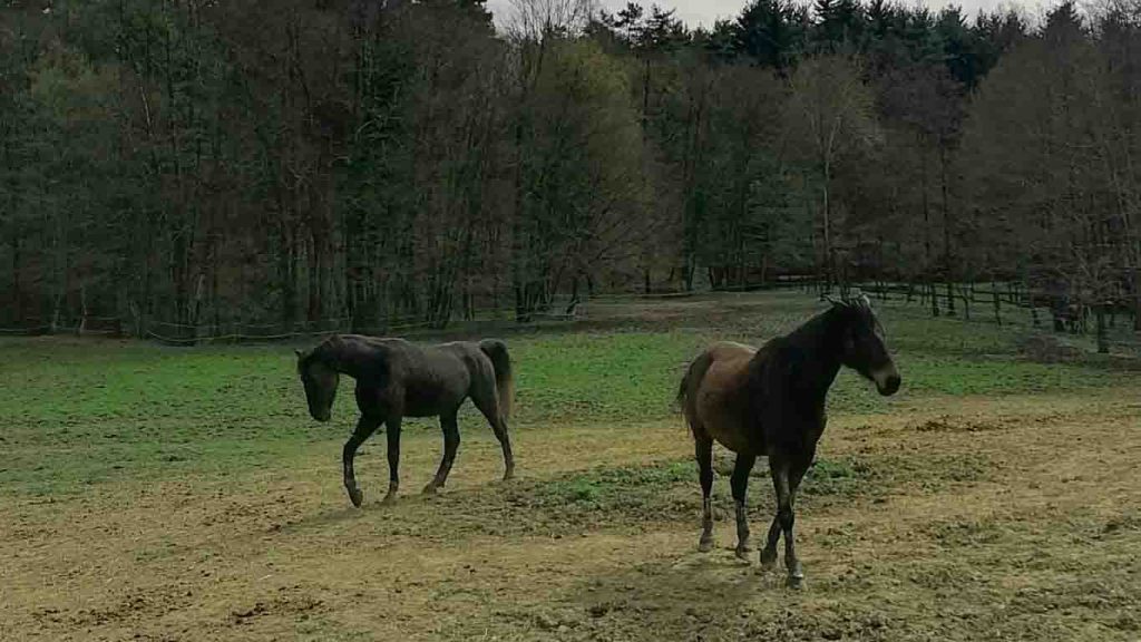 Cowboy Ranch