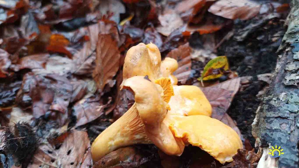 mushroom picking